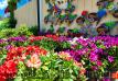 Flowers For Sale Diamond Fresh Farmers Market 1
